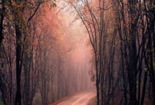 鄭(zhèng)钦文入围澳網(wǎng)单打正赛